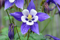 Colorado Blau Blumensamen zur Aussaat für Blüten