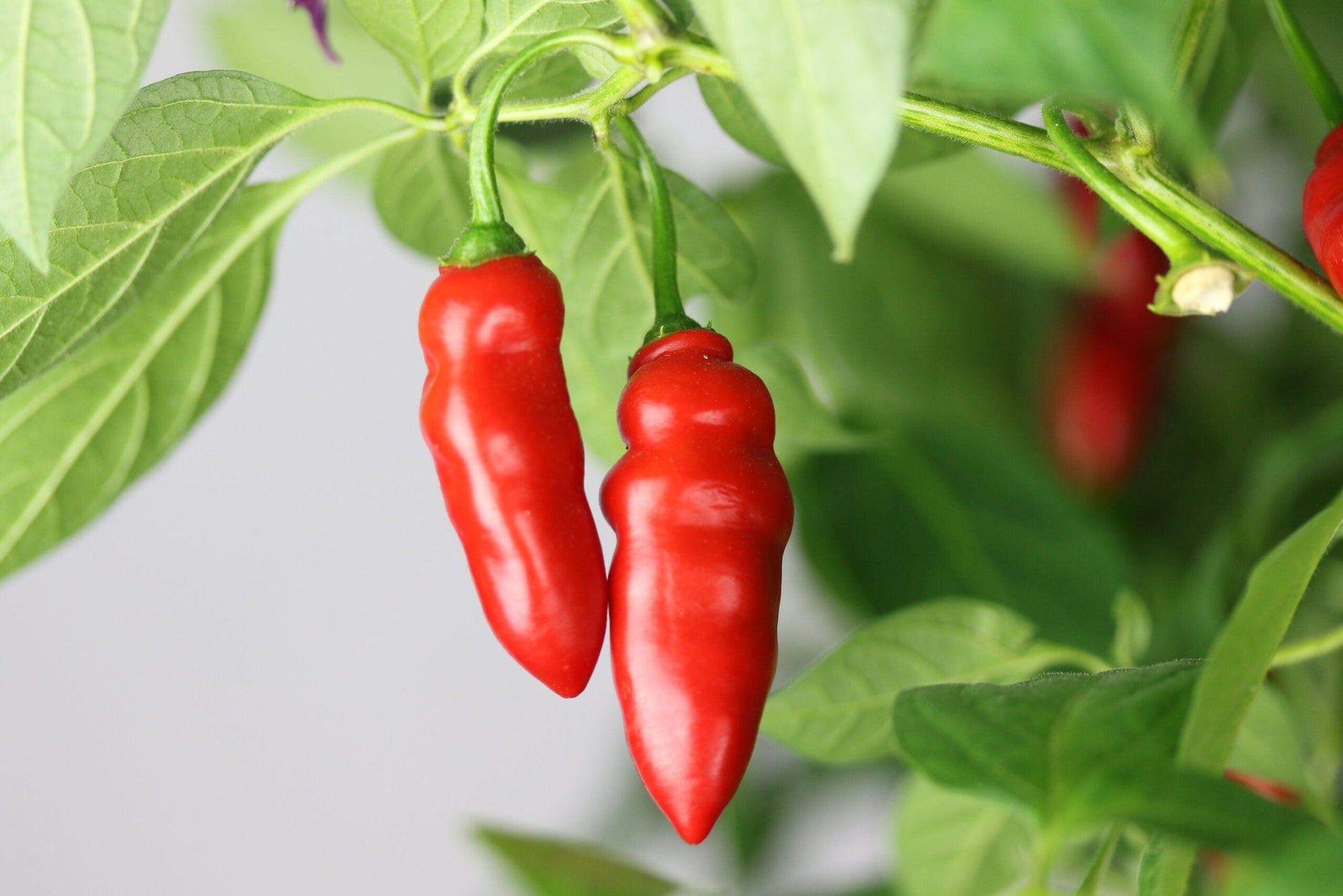 Rocoto aji largo pepper samen für aussaat