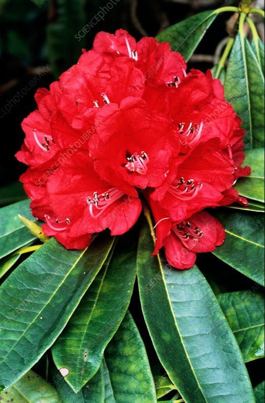 hell Rot Rhododendron Blumensamen zur Aussaat Halbschatten verträglich Traditionssorte & ohne Gentechnik Samen Hausgarten