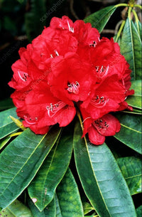 hell Rot Rhododendron Blumensamen zur Aussaat Halbschatten verträglich Traditionssorte & ohne Gentechnik Samen Hausgarten