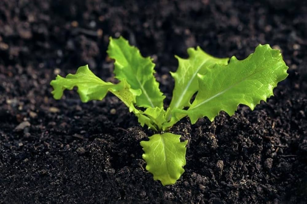 Romaine lettuce seedlings sprouting aus non gmo lactuca sativa samen