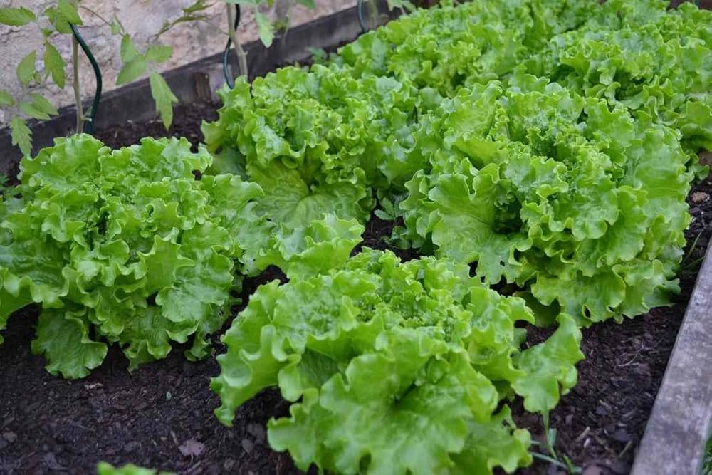 Closeup of high-quality lactuca sativa romaine lettuce samen