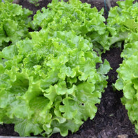 Romaine lettuce pflanzen wachsend in a home gemüse patch
