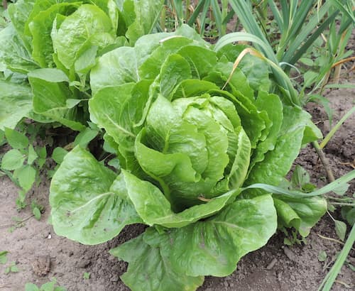 Grün Iceberg Gemüsesamen  zur Aussaat – Landhaus Garten wichtig – Traditionssorte & ohne Gentechnik Samen Hausgarten