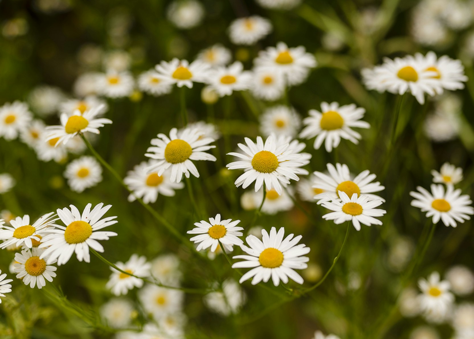 Roman Chamomile daisy Blumen grown from Samen attracting pollinators