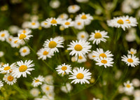 Roman Chamomile daisy Blumen grown from Samen attracting pollinators