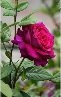 Romantic dark rosa rose samen for floral gardens