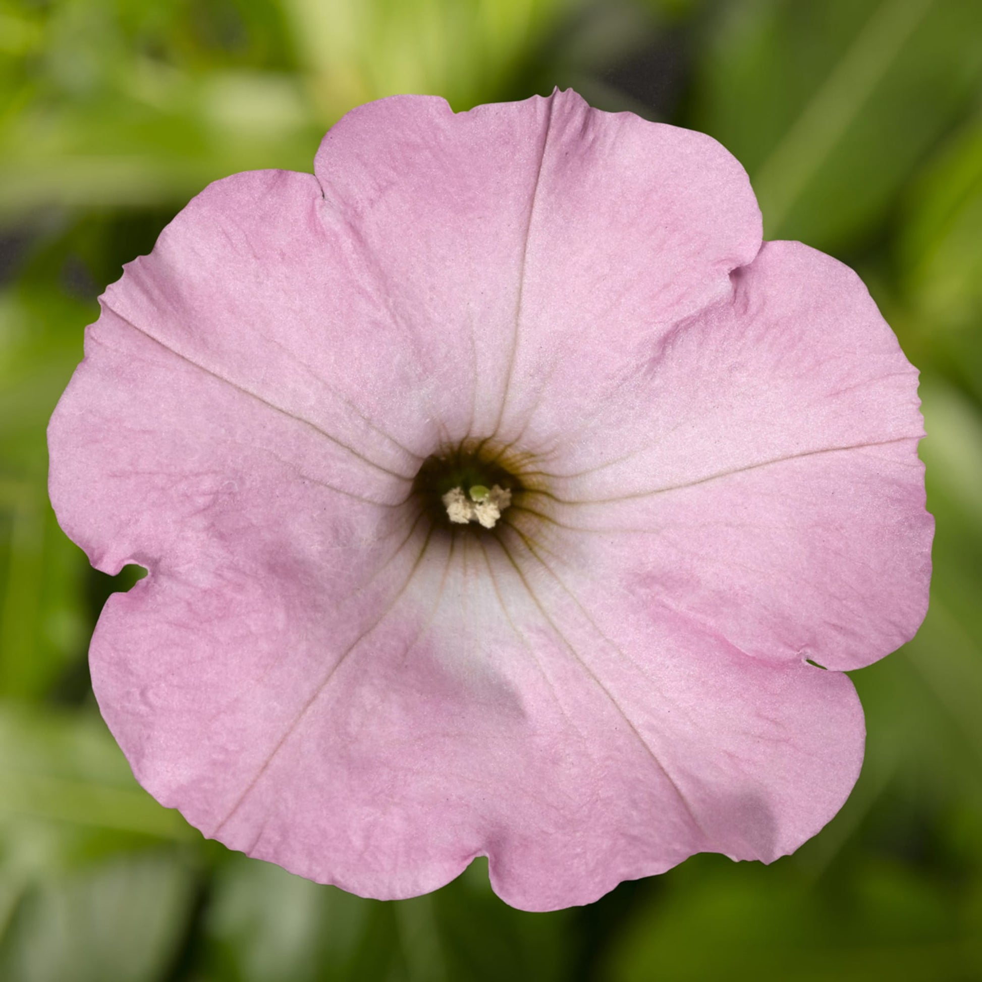Romantic light rosa petunia blumen in full bloom
