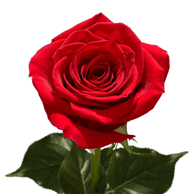 Romantic rot roses in full bloom