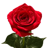 Romantic rot roses in full bloom