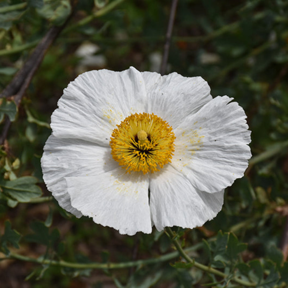 Romneya coulteri matilija poppy samen for anpflanzung