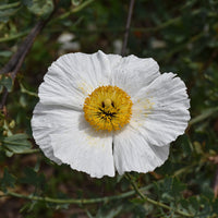 Romneya coulteri matilija poppy samen for anpflanzung
