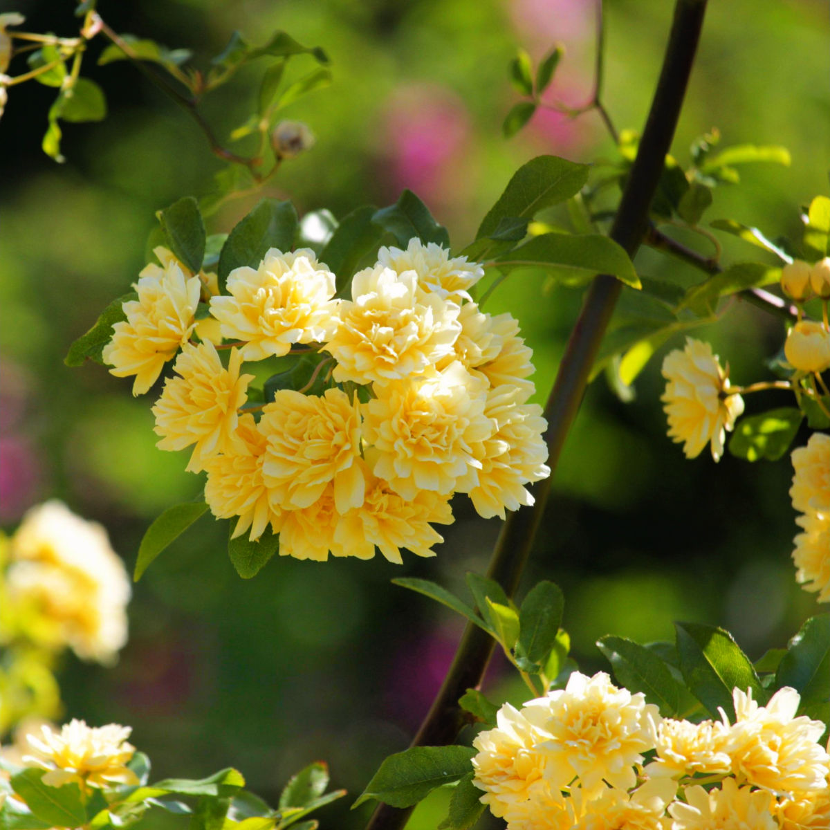 Rosa banksiae blume samen for anpflanzung