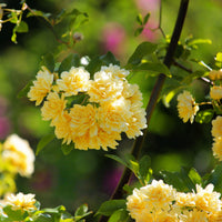 Rosa banksiae blume samen for anpflanzung