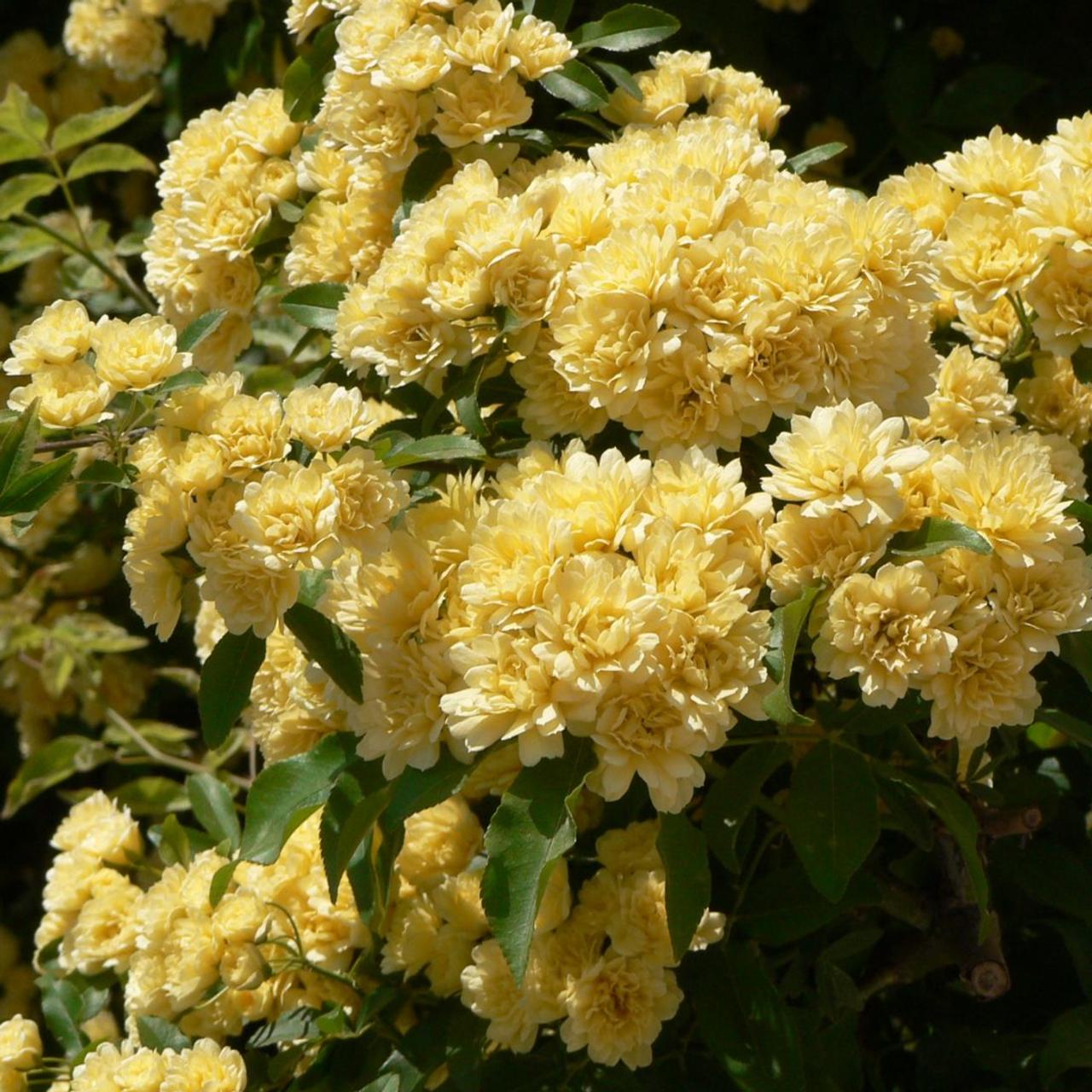 Rosa Banksia Blumensamen zur Aussaat – Drought verträglich – Traditionssorte & ohne Gentechnik Samen Hausgarten