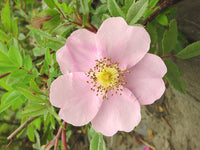Rosa Blanda Star Blumensamen zur Aussaat Halbschatten verträglich Traditionssorte & ohne Gentechnik Samen Hausgarten