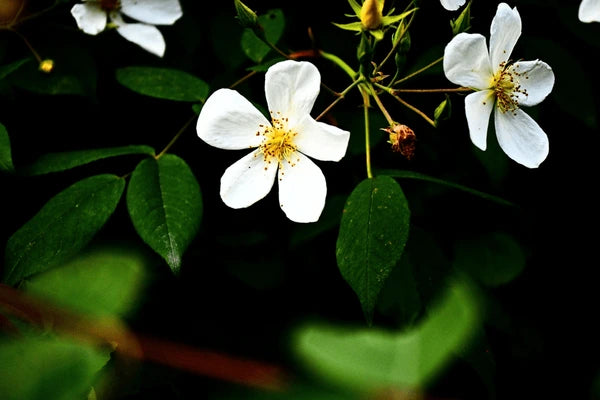 Brunonii Blumensamen zur Aussaat Halbschatten verträglich Traditionssorte & ohne Gentechnik Samen Hausgarten