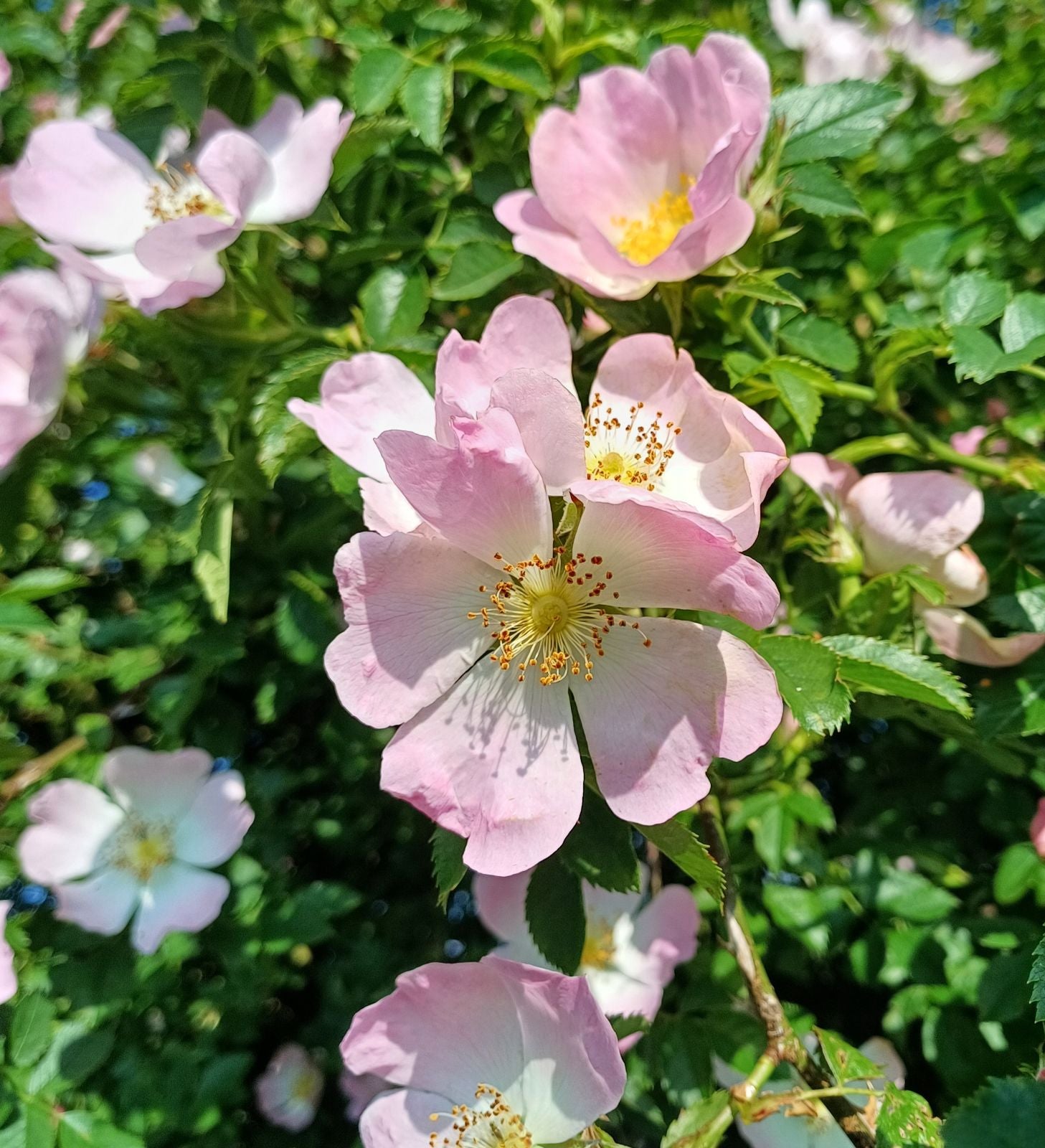 Rosa Laxa Blumensamen zur Aussaat Halbschatten verträglich Traditionssorte & ohne Gentechnik Samen Hausgarten