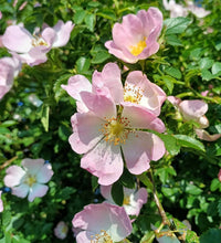 Rosa Laxa Blumensamen zur Aussaat Halbschatten verträglich Traditionssorte & ohne Gentechnik Samen Hausgarten