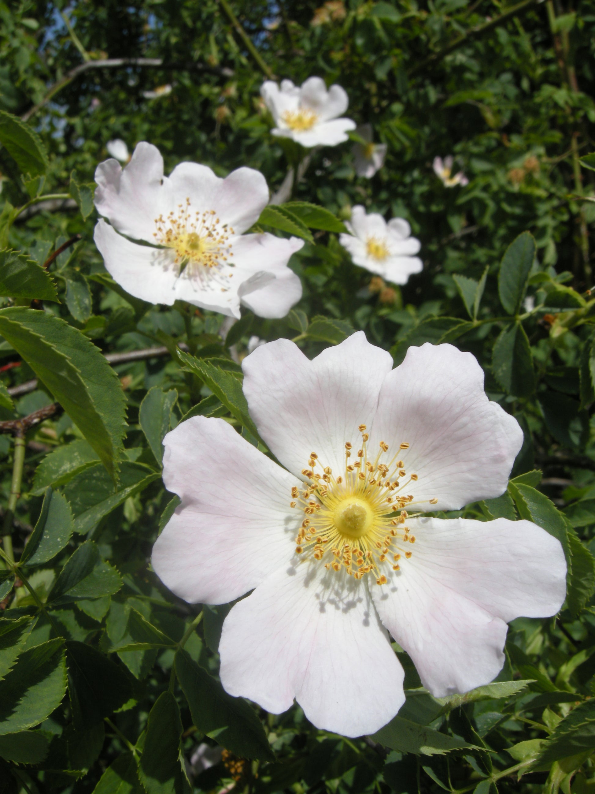 Weiß Rosa Canina Blumensamen zur Aussaat – sonnenliebend – Traditionssorte & ohne Gentechnik Samen Hausgarten