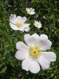 Weiß Rosa Canina Blumensamen zur Aussaat – sonnenliebend – Traditionssorte & ohne Gentechnik Samen Hausgarten