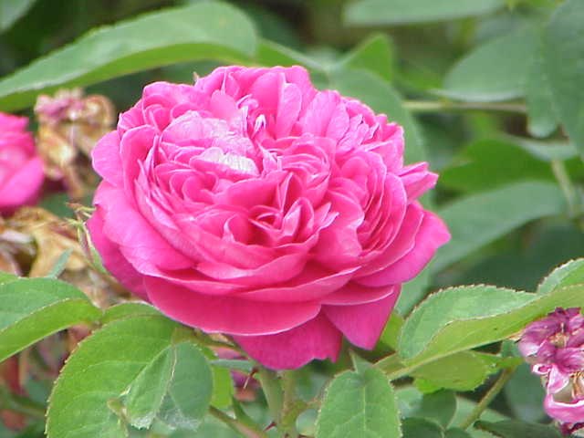 Rosa Damascena Blumensamen zur Aussaat Halbschatten verträglich Traditionssorte & ohne Gentechnik Samen Hausgarten