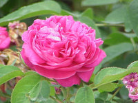 Rosa Damascena Blumensamen zur Aussaat Halbschatten verträglich Traditionssorte & ohne Gentechnik Samen Hausgarten