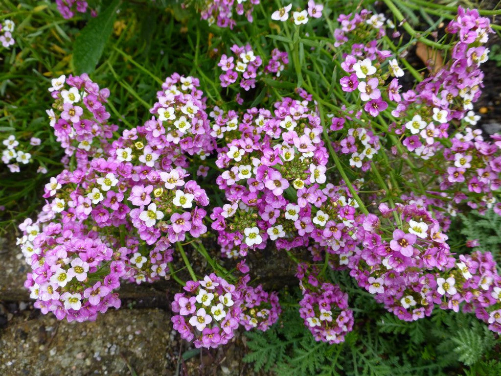 Alyssum Bodendecker Blumensamen zur Aussaat – Anzucht Traditionssorte & ohne Gentechnik Samen Hausgarten