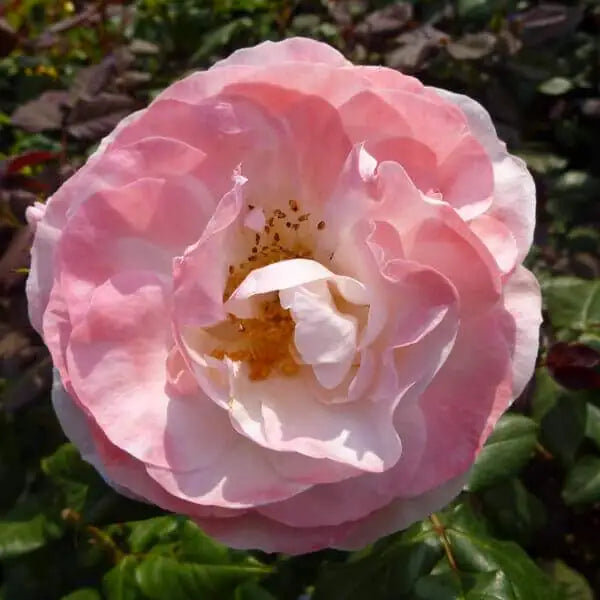 English Groundcover Rose Rosa hybrida Samen zur Aussaat Landhaus Garten floral Beet