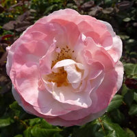 English Groundcover Rose Rosa hybrida Samen zur Aussaat Landhaus Garten floral Beet