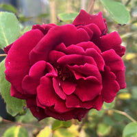 Kastanienrot Creme Rose Blumensamen zur Aussaat – Garten beliebt – Traditionssorte & ohne Gentechnik Samen Hausgarten