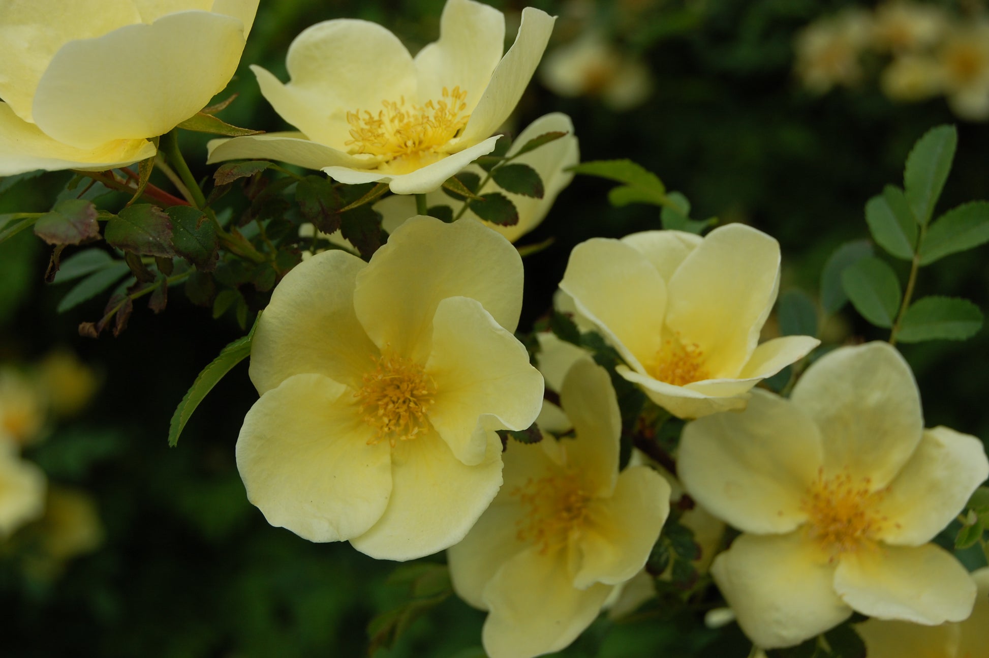 Gelb Hugo Rose Blumensamen Aussaat