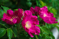 Kartoffelrose Blumensamen zur Aussaat – farbenfroh Schau – Traditionssorte & ohne Gentechnik Samen Hausgarten