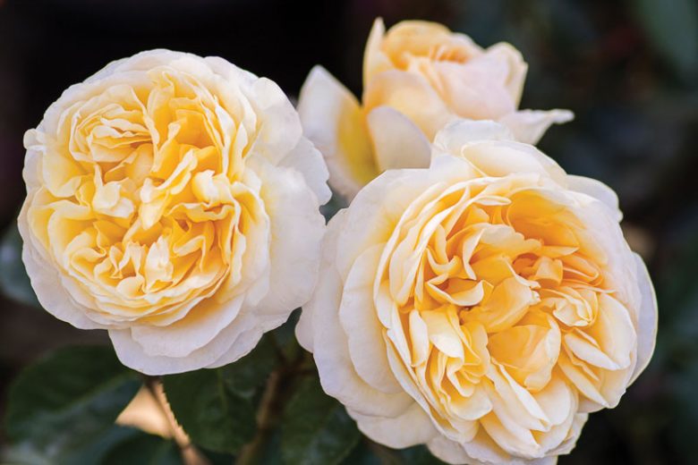 Moonlight Rose Blumensamen zur Aussaat – Bestäuber freundlich – Traditionssorte & ohne Gentechnik Samen Hausgarten