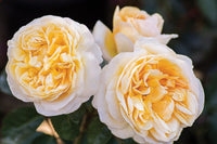 Moonlight Rose Blumensamen zur Aussaat – Bestäuber freundlich – Traditionssorte & ohne Gentechnik Samen Hausgarten