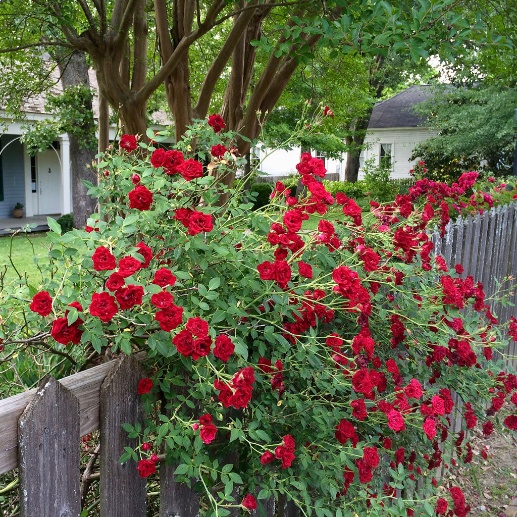 Vibrant climbing rose blume samen for anpflanzung rot: perfect colorful gardens