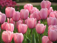Grün Rosa Tulpe Blumensamen zur Aussaat – Wildblume Mischung – Traditionssorte & ohne Gentechnik Samen Hausgarten
