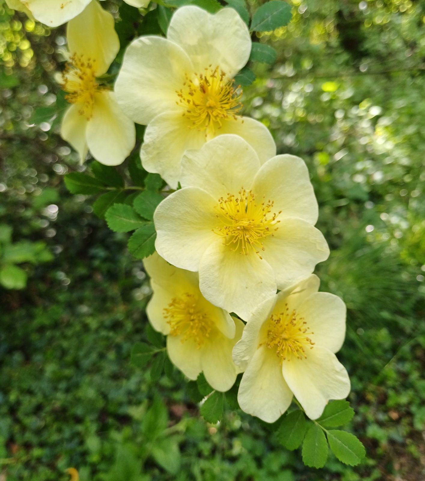 Gelb Xanthina Blumensamen zur Aussaat – Halbschatten verträglich – Traditionssorte & ohne Gentechnik Samen Hausgarten