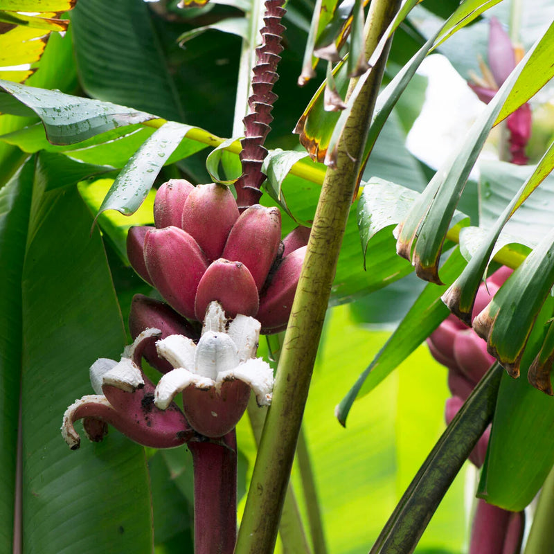 Graines de banane rose pour une plantation facile