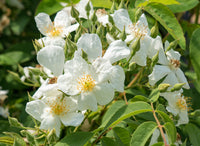 Brunonii Blumensamen zur Aussaat Halbschatten verträglich Traditionssorte & ohne Gentechnik Samen Hausgarten