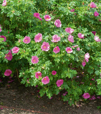 Traditionssorte Rugosa Rose Blumensamen zur Aussaat ideal Rabatten Traditionssorte & ohne Gentechnik Samen Hausgarten