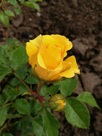 Gelb Rose Blumensamen zur Aussaat – Schnitt Blume beliebt – Traditionssorte & ohne Gentechnik Samen Hausgarten
