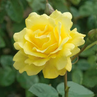 Gelb und Weiß Rose Blumensamen Aussaat farbenfroh Gärten
