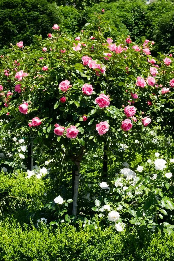 Rose Baum Blumensamen zur Aussaat sonnenliebend Traditionssorte & ohne Gentechnik Samen Hausgarten
