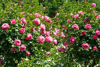Rose Baum Blumensamen zur Aussaat sonnenliebend Traditionssorte & ohne Gentechnik Samen Hausgarten