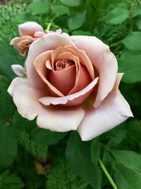 Braun rose blume samen online – buy premium rose samen