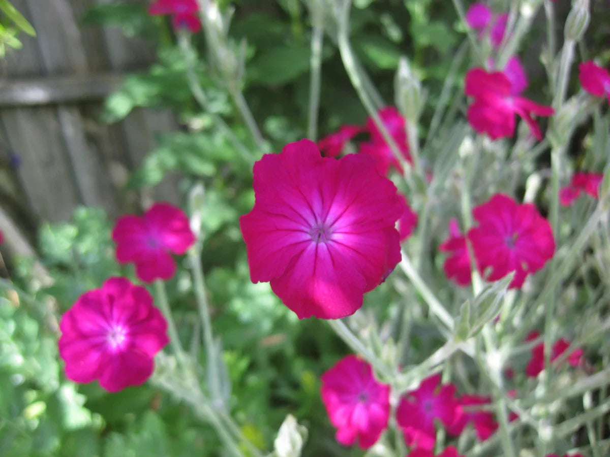 Rose campion magenta silver catchfly samen for anpflanzung