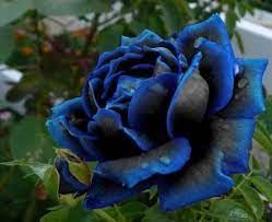 Blau schwarz rose wachsend in container