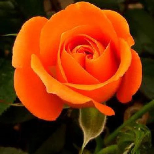 Light orange rose wachsend in container