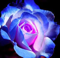 Rosa & blau rose wachsend in container